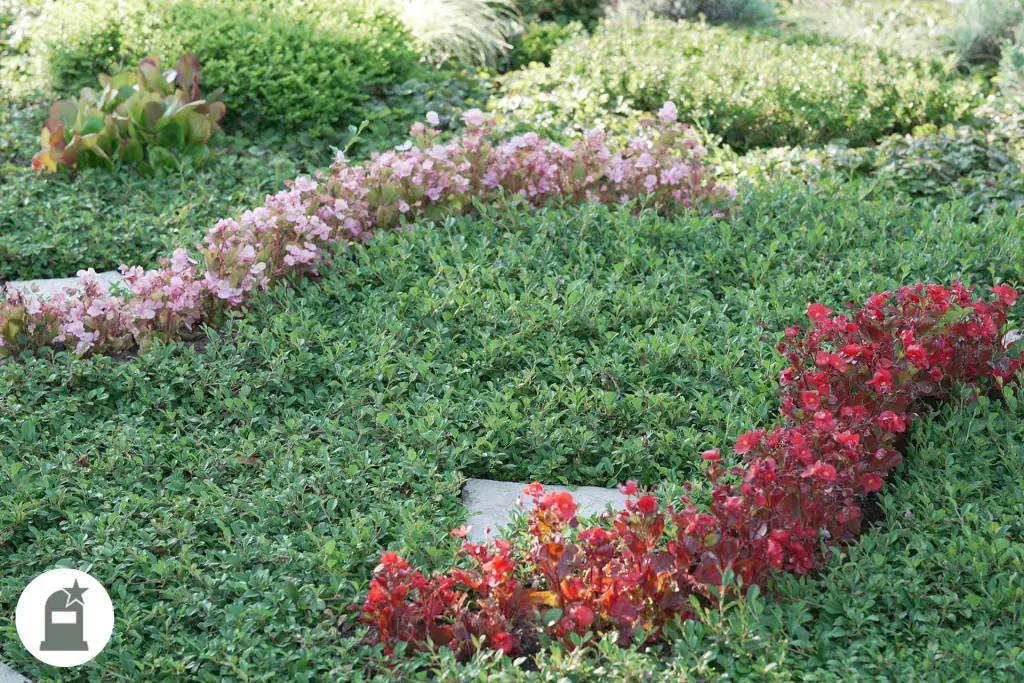 Grünes Grabfeld mit geschwungenen Bändern aus roten und rosa Begonien