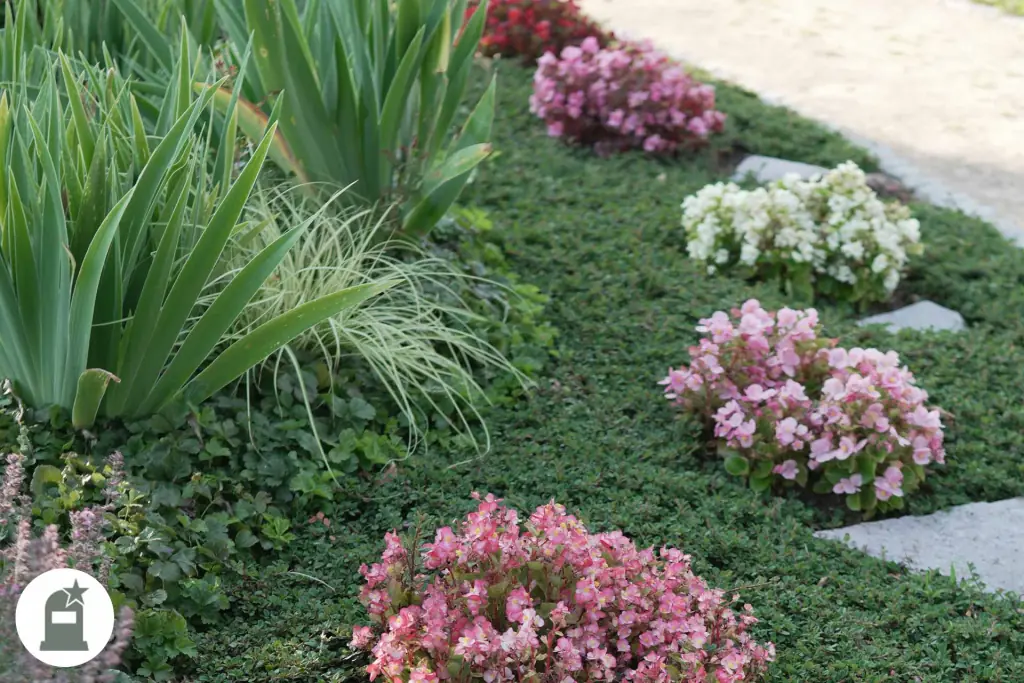 Grünes Grabbeet mit rosa und weißen Begonien und Steinplatten