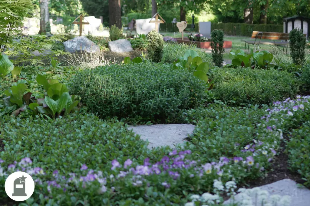 Grabfeld mit rundem Buchs, Steinplatte und violetten Blüten