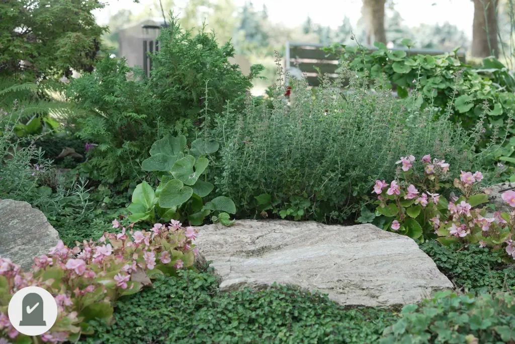 Kräuter, Bodendecker und rosa Begonien um eine Steinplatte