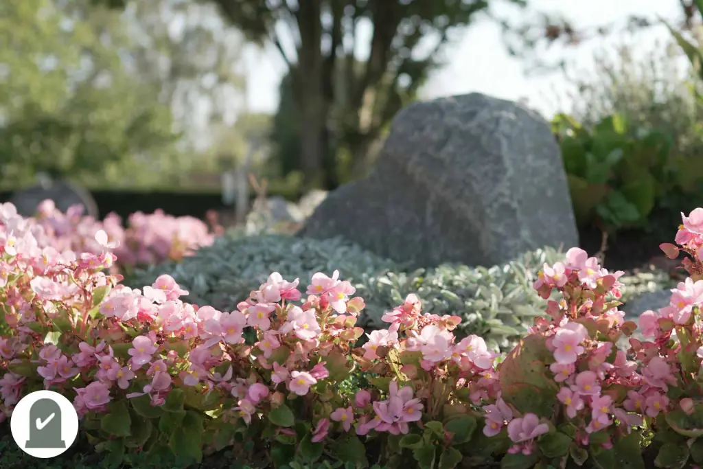 Findling hinter rosa Begonien