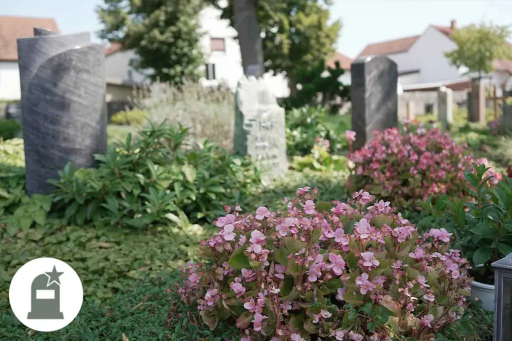 Grabstelen hinter rosa Begonien