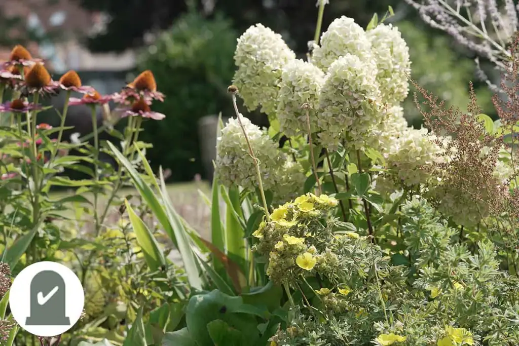 Weiße Hortensienblüten und gelbe Stauden