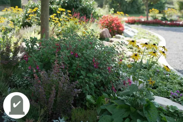 Staudenbeet mit Sonnenhut und Fuchsien am Friedhofsweg